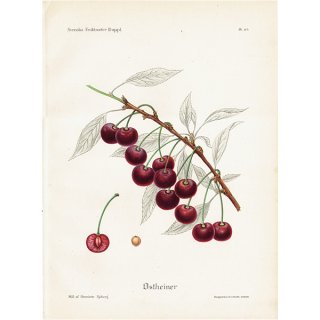 スウェーデン さくらんぼのアンティークボタニカルプリント（チェリー）果実学 植物画 1108