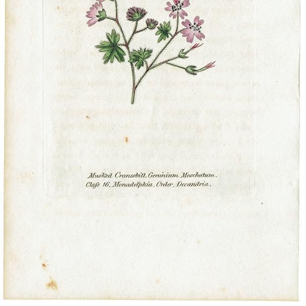 ܥ˥륢 / ʪ Musked Cranesbill ˥ ꥹ ƥ 1825ǯ | 1132