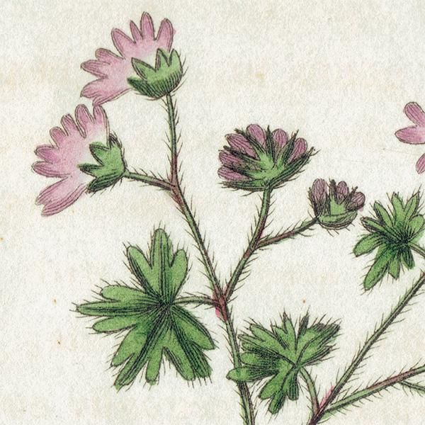 ܥ˥륢 / ʪ Musked Cranesbill ˥ ꥹ ƥ 1825ǯ | 1132