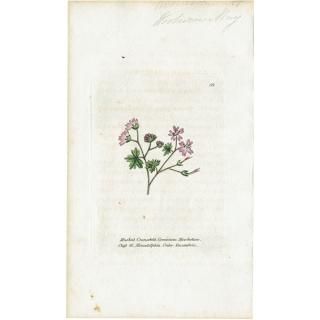 ܥ˥륢 / ʪ Musked Cranesbill ˥ ꥹ ƥ 1825ǯ | 1132