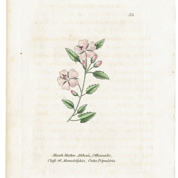 人気絶頂 ボタニカルアート ウスベニタチアオイ Mallow Marsh 植物画 / 絵画