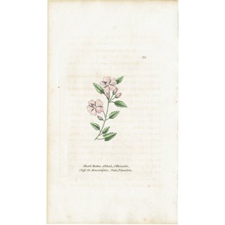 ボタニカルアート / 植物画 Marsh Mallow ウスベニタチアオイ イギリス アンティーク 1825年 | 1133