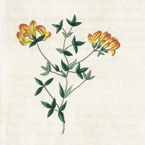 ܥ˥륢 / ʪ Bird's-foot Trefoil ߥ䥳 ꥹ ƥ 1825ǯ | 1134