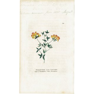 ボタニカルアート / 植物画 Bird's-foot Trefoil ミヤコグサ イギリス アンティーク 1825年 | 1134