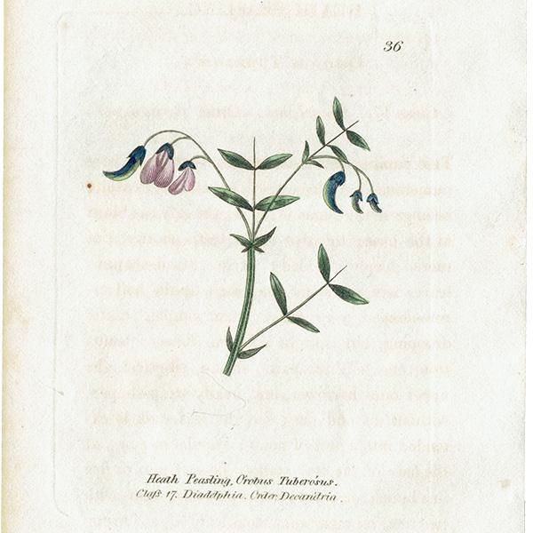 ボタニカルアート / 植物画 Heath Peasling ビターベッチ