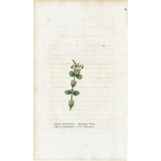 ボタニカルアート / 植物画 Marsh st.John's Wort セイヨウオトギリソウ イギリス アンティーク 1825年 | 1137