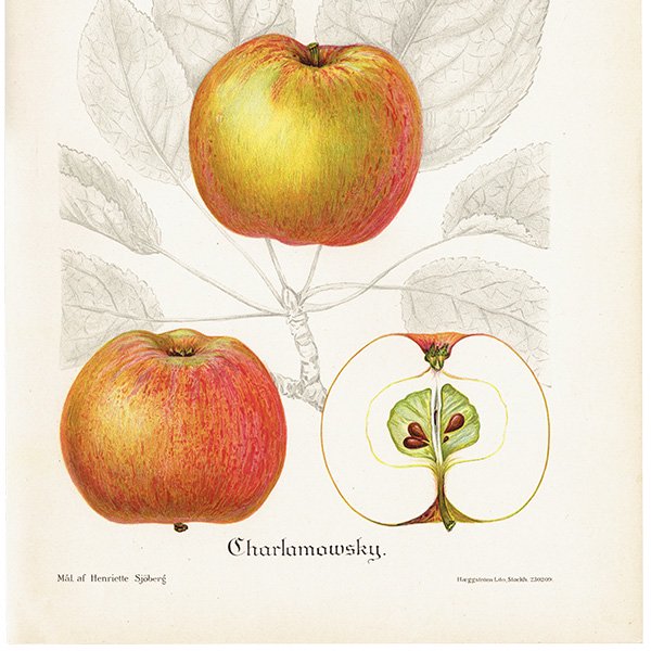 スウェーデン りんご（アップル）の果実学 植物画 アンティーク ボタニカルアート 1924年 1111