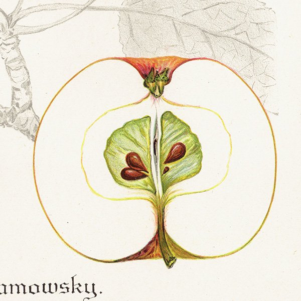 スウェーデン りんご（アップル）の果実学 植物画 アンティーク ボタニカルアート 1924年 1111