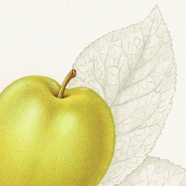 スウェーデン りんご（アップル）の果実学 植物画 アンティーク ボタニカルアート 1924年 1112