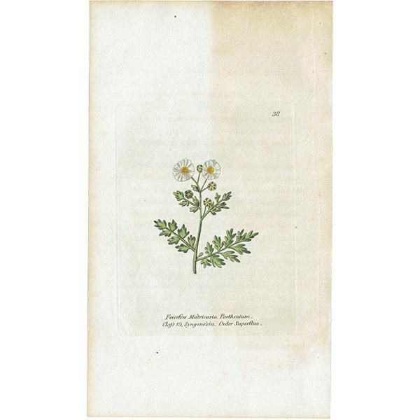 ボタニカルアート / 植物画 Feverfew ナツシロギク