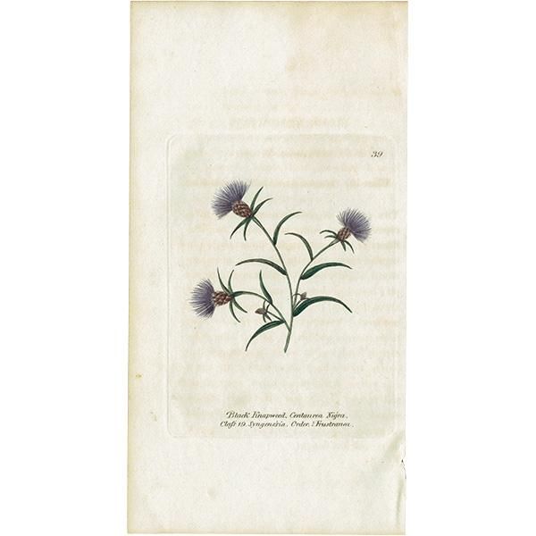 ܥ˥륢 / ʪ Black Knap-weed  ꥹ ƥ 1825ǯ | 1139