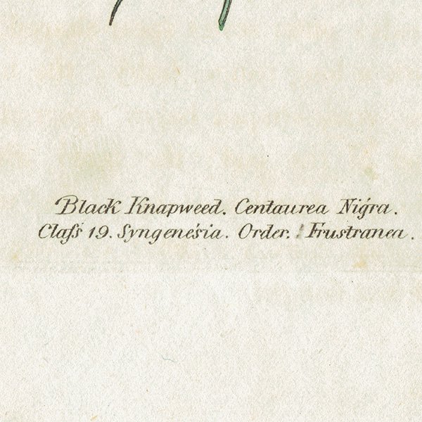 ܥ˥륢 / ʪ Black Knap-weed  ꥹ ƥ 1825ǯ | 1139