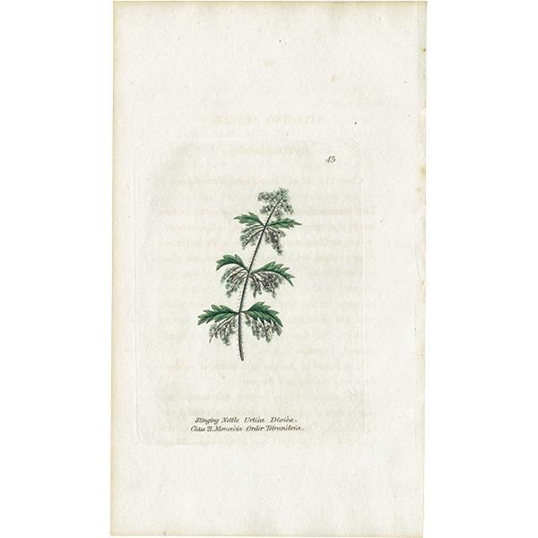 ܥ˥륢 / ʪ Stinging Nettle ͥȥʥ饯 ꥹ ƥ 1825ǯ | 1143