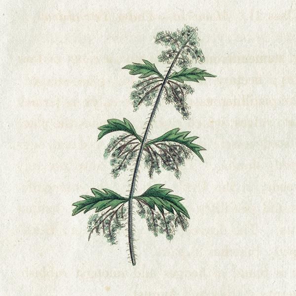 ܥ˥륢 / ʪ Stinging Nettle ͥȥʥ饯 ꥹ ƥ 1825ǯ | 1143