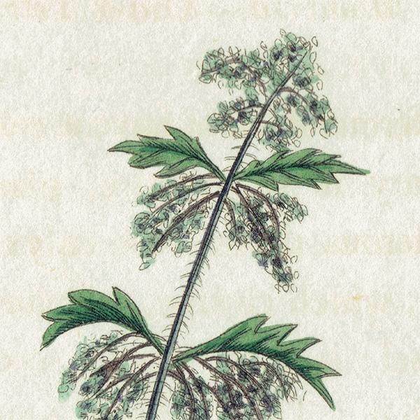 ܥ˥륢 / ʪ Stinging Nettle ͥȥʥ饯 ꥹ ƥ 1825ǯ | 1143