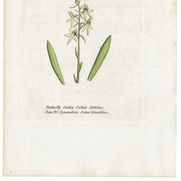 ܥ˥륢 / ʪ Butterfly Orchis  ꥹ ƥ 1825ǯ | 1142