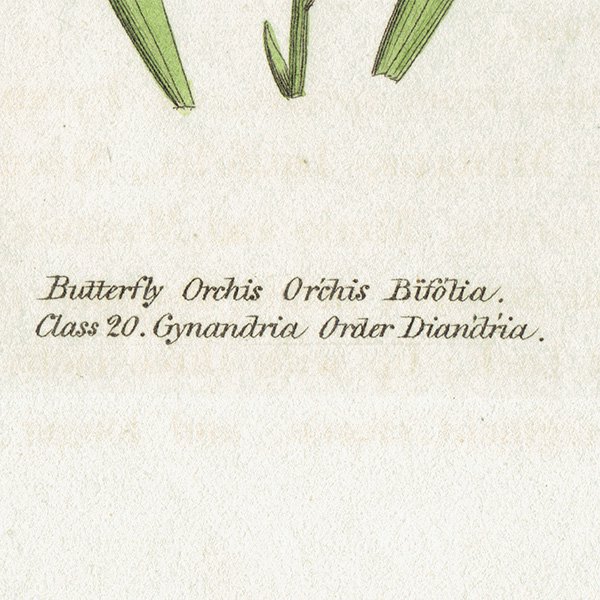 ܥ˥륢 / ʪ Butterfly Orchis  ꥹ ƥ 1825ǯ | 1142