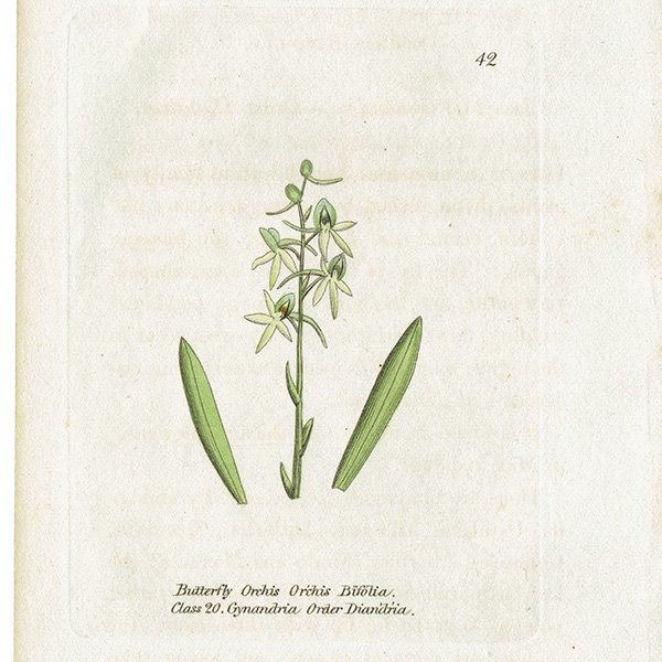 ܥ˥륢 / ʪ Butterfly Orchis  ꥹ ƥ 1825ǯ | 1142