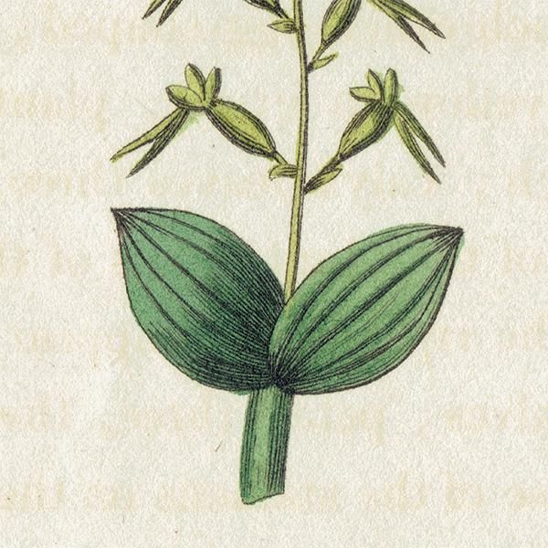 ܥ˥륢 / ʪ Twayblade ͥ ʵպ ꥹ ƥ 1825ǯ | 1141