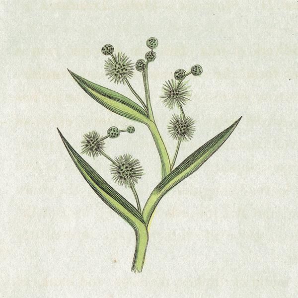 イギリス アンティーク ボタニカルアート / 植物画 バイモや
