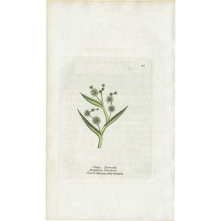 ボタニカルアート / 植物画 Greater Burweed ミクリ /  ヤガラ（実栗） イギリス アンティーク 1825年 | 1144