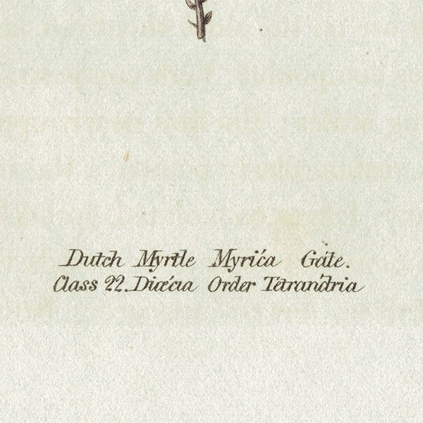 ܥ˥륢 / ʪ Dutch Myrtle åޡȥ ꥹ ƥ 1825ǯ | 1145