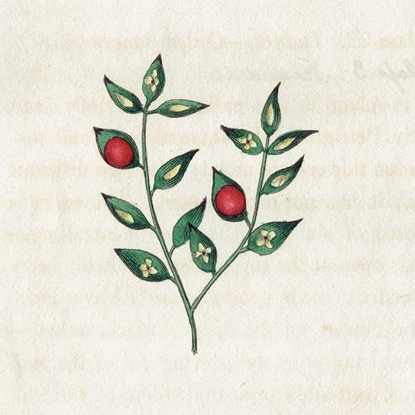 ボタニカルアート / 植物画 Butcher's Broom ナギイカダ(梛筏 ボタニカルアート / 植物画 Butcher's Broom ナギイカダ(梛筏