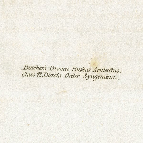 ボタニカルアート / 植物画 Butcher's Broom ナギイカダ（梛筏） イギリス アンティーク 1825年 | 1146