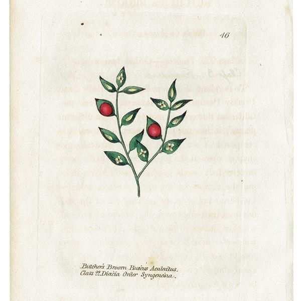 ボタニカルアート / 植物画 Butcher's Broom ナギイカダ(梛筏) イギリス アンティーク 1825年 | 1146 ボタニカルアート / 植物画 Butcher's Broom ナギイカダ(梛筏) イギリス アンティーク 1825年 | 1146
