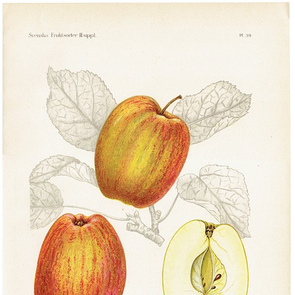 スウェーデン Melonapple りんご（アップル）の果実学 植物画 アンティーク ボタニカルアート 1924年 1113