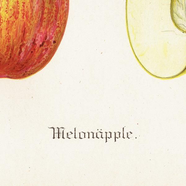 ǥ Melonapple 󤴡ʥåץˤβ̼³ ʪ ƥ ܥ˥륢 1924ǯ 1113