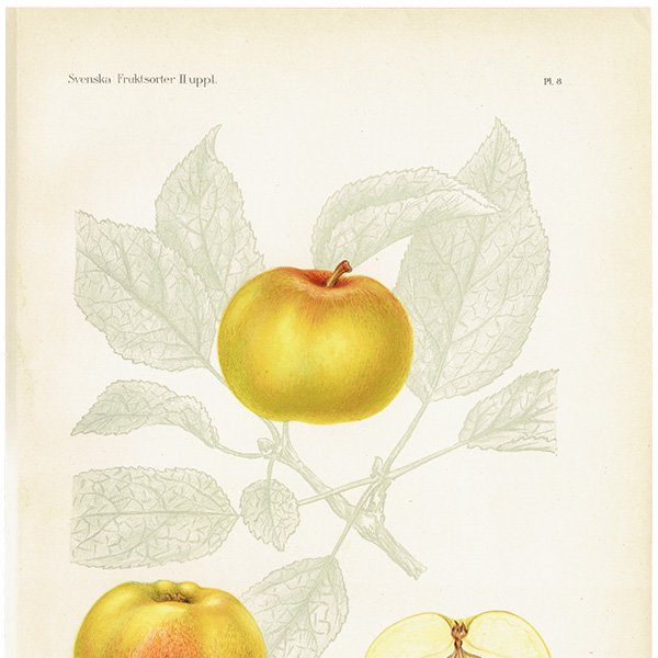 スウェーデン Hampus りんご（アップル）の果実学 植物画 アンティーク ボタニカルアート 1924年 1114