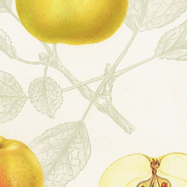 スウェーデン Hampus りんご（アップル）の果実学 植物画 アンティーク ボタニカルアート 1924年 1114
