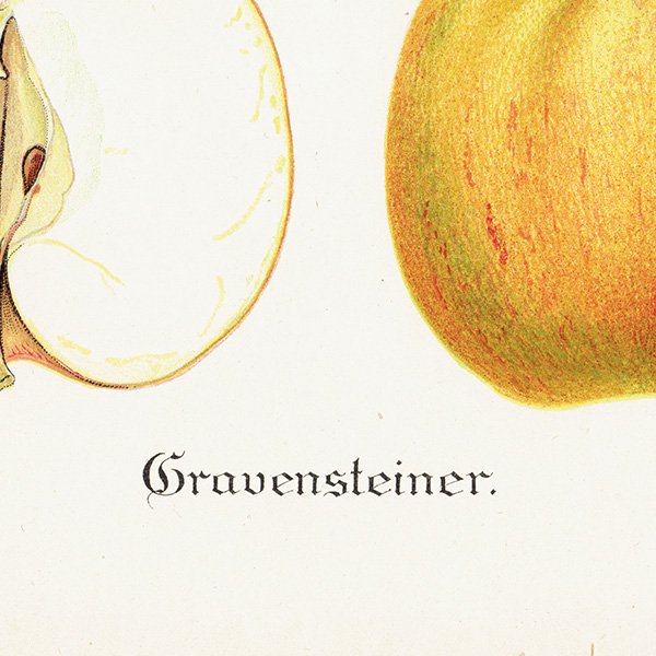 ǥ Grevensteiner 󤴡ʥåץˤβ̼³ ʪ ƥ ܥ˥륢 1924ǯ 1115