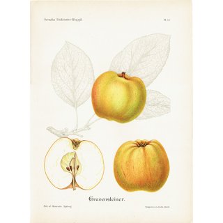 スウェーデン Grevensteiner りんご（アップル）の果実学 植物画 アンティーク ボタニカルアート 1924年 1115
