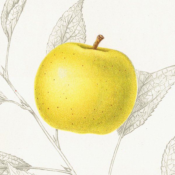 スウェーデン  りんご（アップル）の果実学 植物画 アンティーク ボタニカルアート 1924年 1116