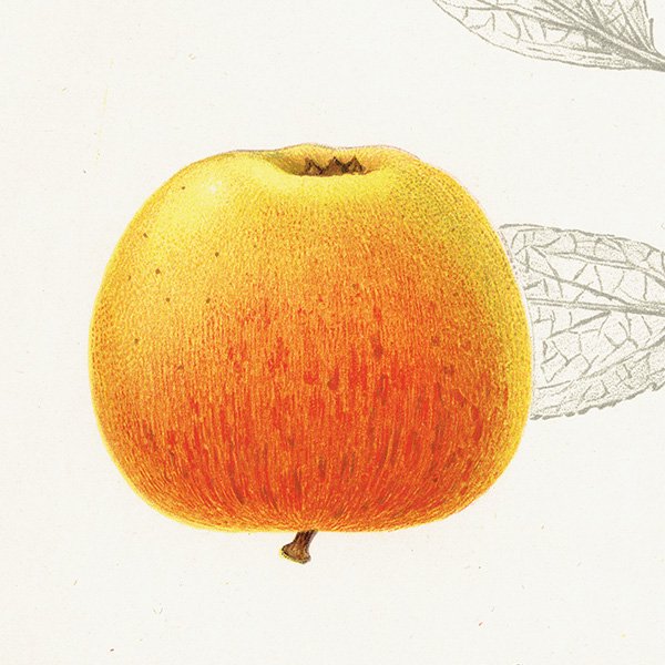 スウェーデン  りんご（アップル）の果実学 植物画 アンティーク ボタニカルアート 1924年 1116