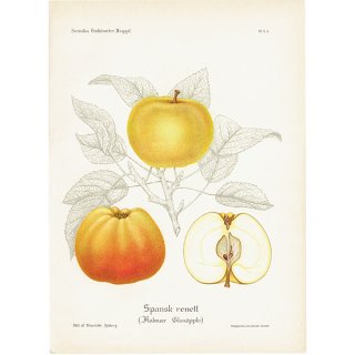 スウェーデン りんご（アップル）の果実学 植物画 アンティーク ボタニカルアート 1924年 1118