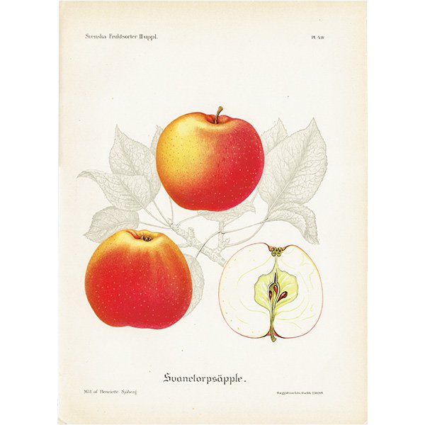 スウェーデン りんご（アップル）の果実学 植物画 アンティーク ボタニカルアート 1924年 1124