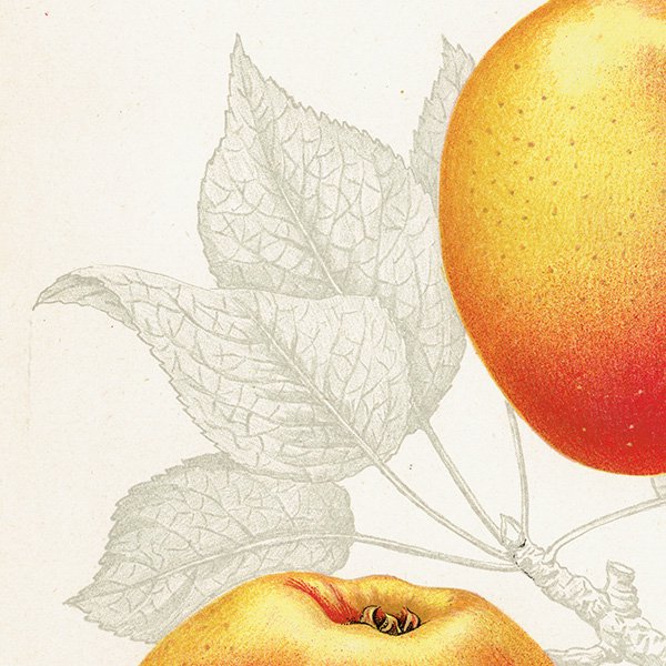 スウェーデン りんご（アップル）の果実学 植物画 アンティーク ボタニカルアート 1924年 1124