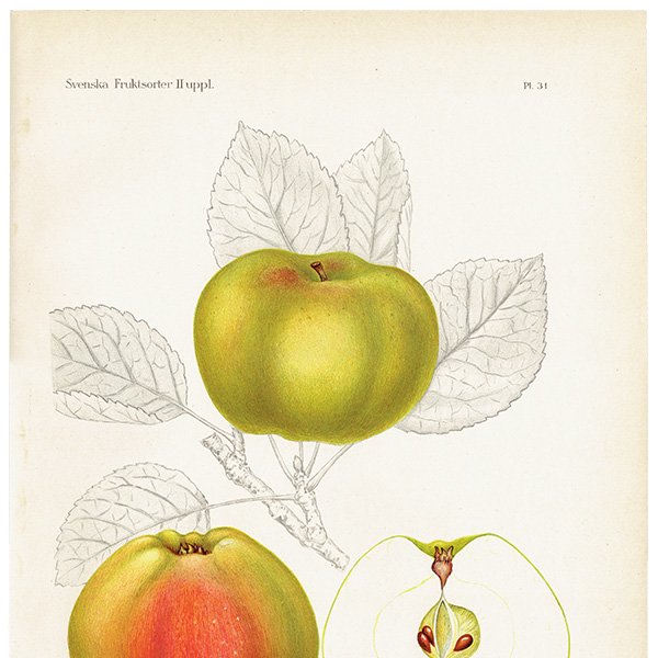スウェーデン りんご（アップル）の果実学 植物画 アンティーク ボタニカルアート 1924年 1119