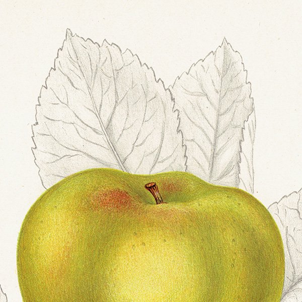 スウェーデン りんご（アップル）の果実学 植物画 アンティーク ボタニカルアート 1924年 1119