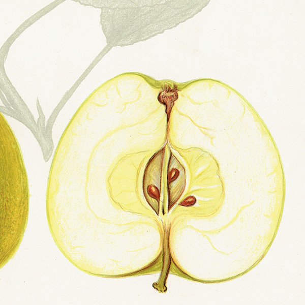スウェーデン りんご（アップル）の果実学 植物画 アンティーク ボタニカルアート 1924年 1120