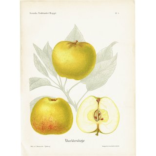 スウェーデン りんご（アップル）の果実学 植物画 アンティーク ボタニカルアート 1924年 1120