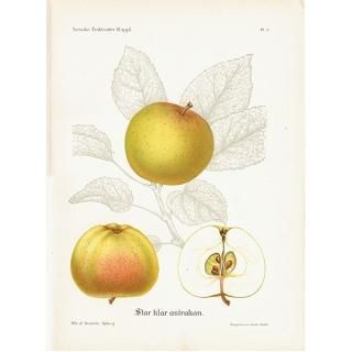 antique ドイツの果実学 リンゴ 植物画　豪華目額装 ドイツの果実学 リンゴ 植物画 アンティーク ボタニカルアート