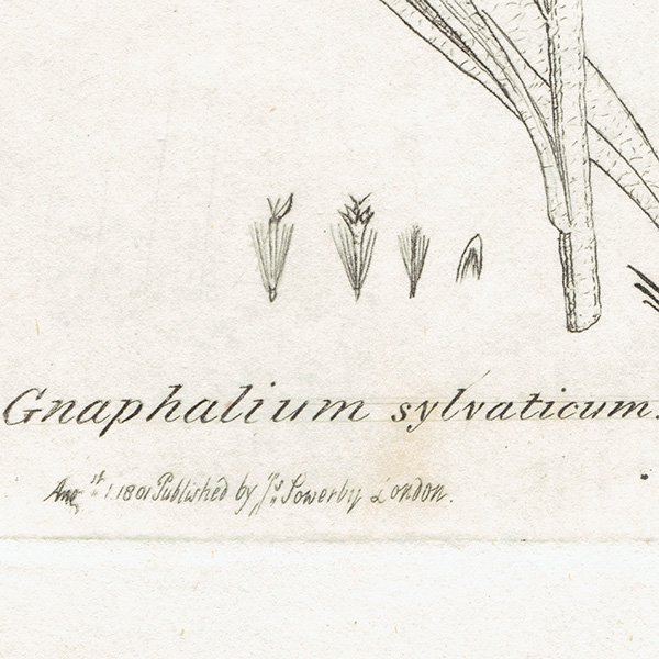 ꥹ ƥ ܥ˥륢 / ʪ Ƽǲ Gnaphalium sylvaticum. ϥϥ plate.1139,1839ǯ 0592