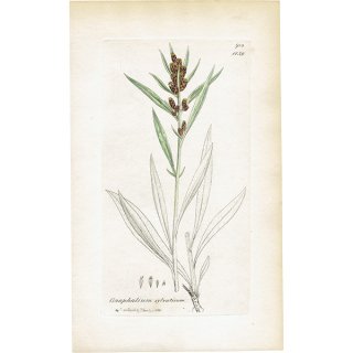 イギリス アンティーク ボタニカルアート / 植物画 銅版画 Gnaphalium sylvaticum. ハハコグサ plate.1139,1839年 0592