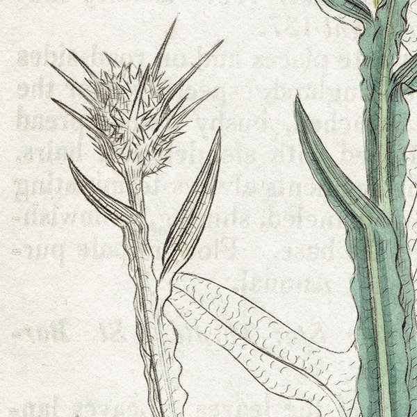 ꥹ ƥ ܥ˥륢 / ʪ Ƽǲ Centaurea solstitialis. 䥰ޥ plate.1192,1839ǯ 0593