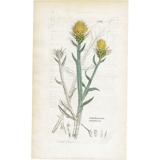 イギリス アンティーク ボタニカルアート / 植物画 銅版画 Centaurea solstitialis. イガヤグルマギク plate.1192,1839年 0593