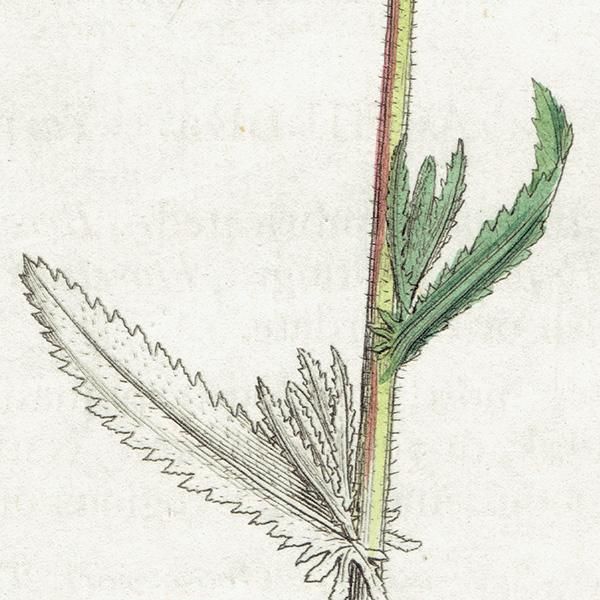 ꥹ ƥ ܥ˥륢 / ʪ Ƽǲ Achillea serrata. 쥢 plate.1183,1839ǯ 0594